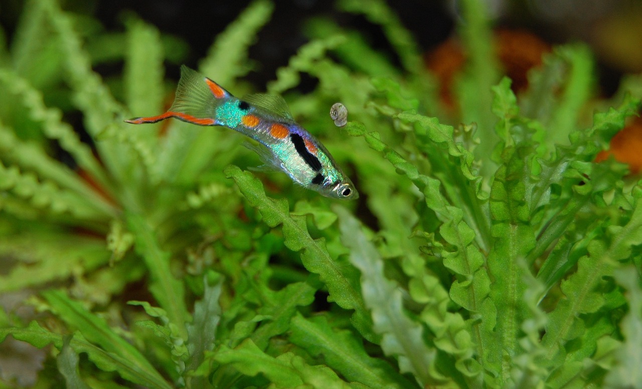 guppy, fish, multicoloured