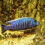 aquarium, ornamental fish, fish