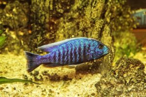 aquarium, ornamental fish, fish
